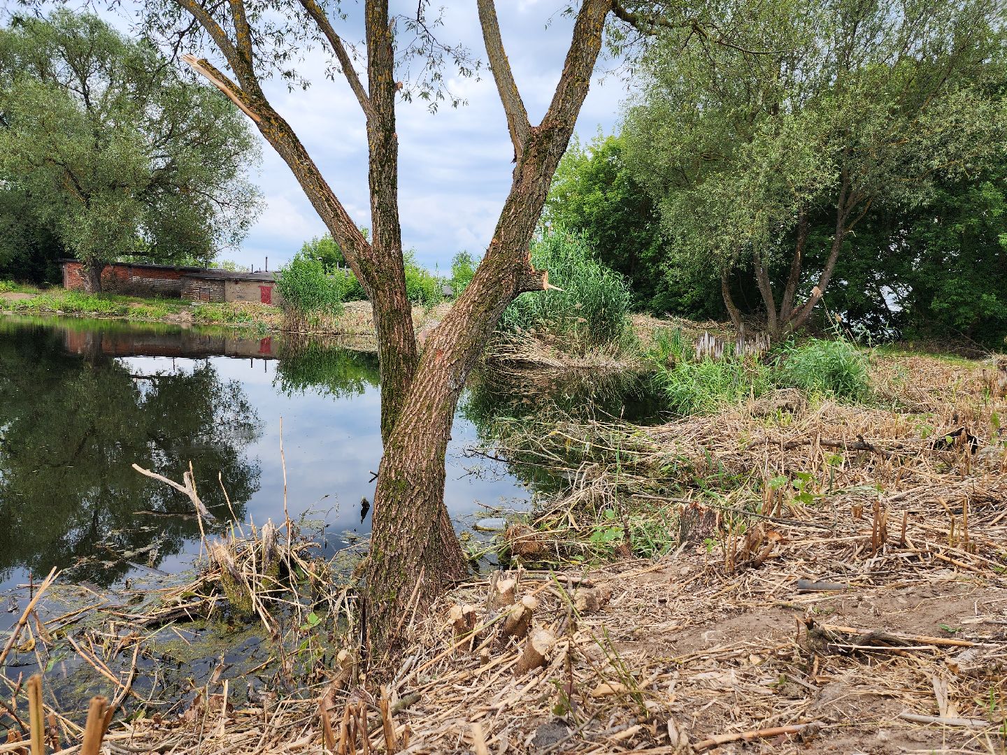 пруд, водоем, ильинский пруд, очистка пруда, экология, зона отдыха, серпухов,
