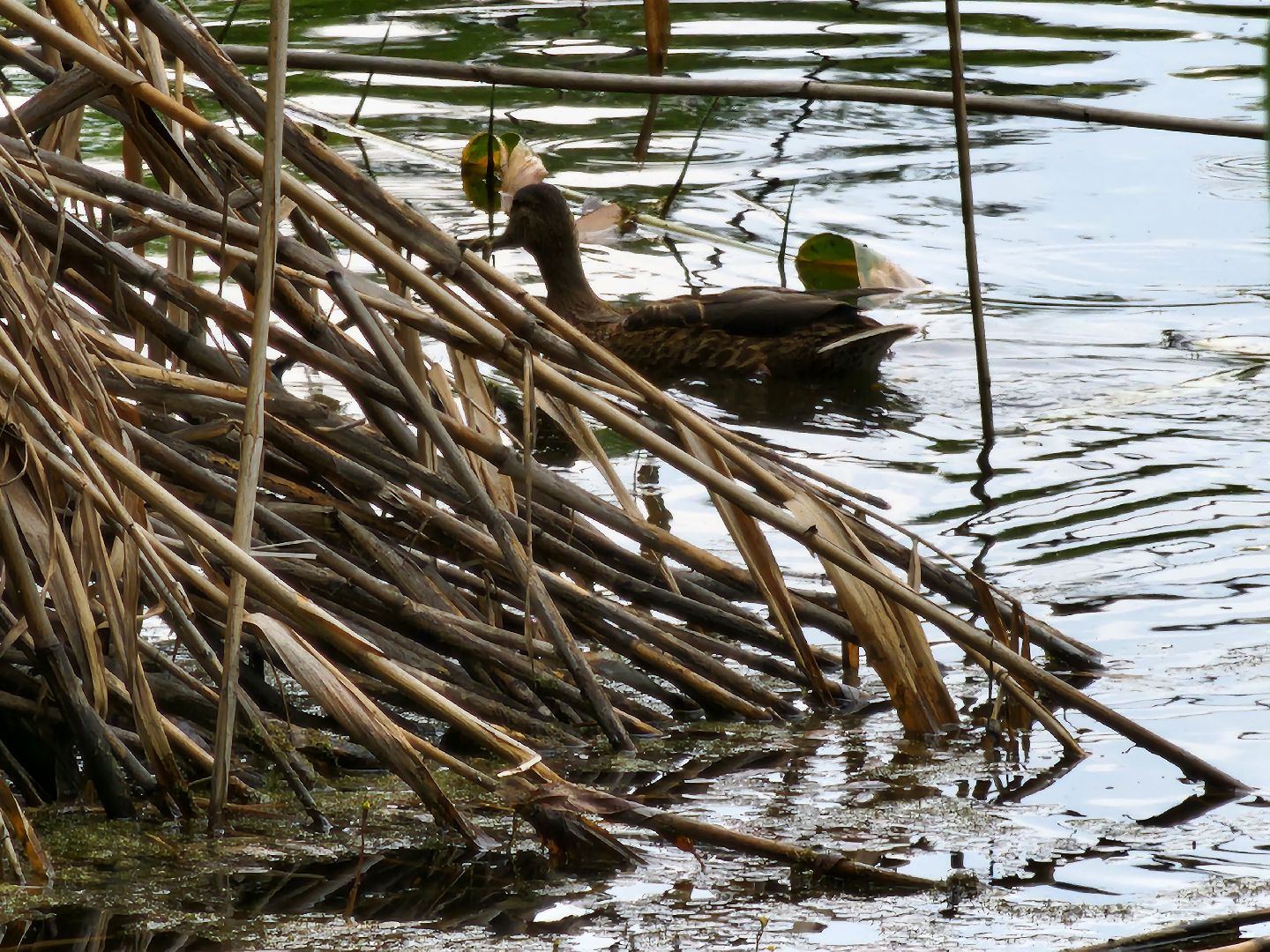 пруд, водоем, ильинский пруд, очистка пруда, экология, зона отдыха, серпухов,