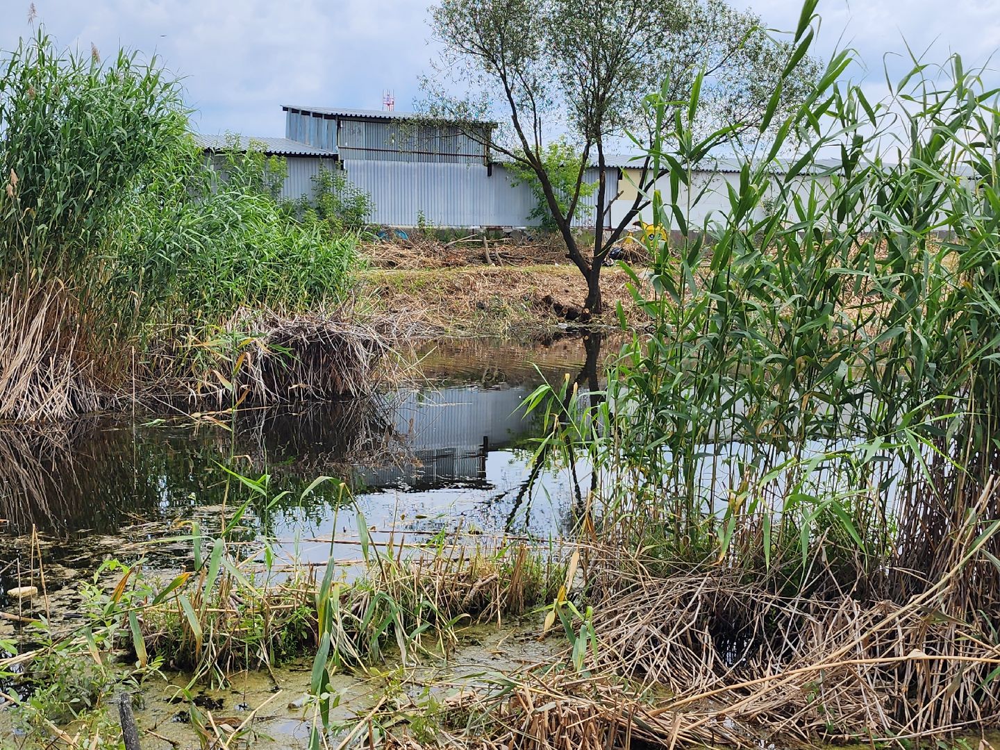 пруд, водоем, ильинский пруд, очистка пруда, экология, зона отдыха, серпухов,