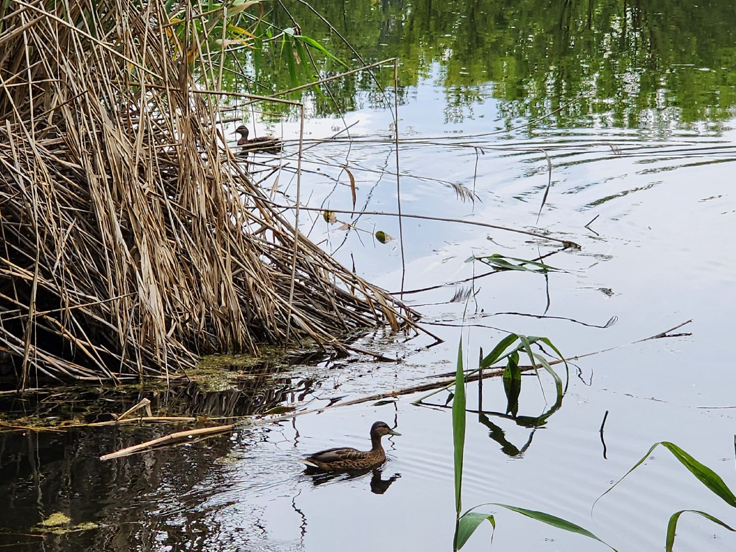 пруд, водоем, ильинский пруд, очистка пруда, экология, зона отдыха, серпухов,