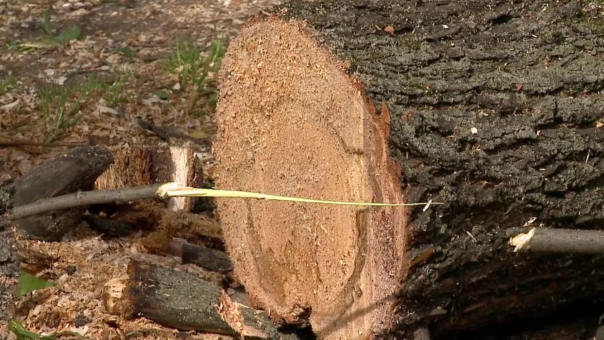Реутов, непогода, дожди, деревья