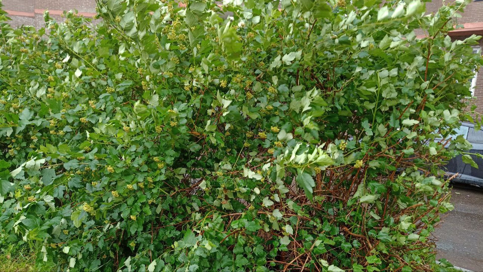 Реутов, непогода, дожди, деревья