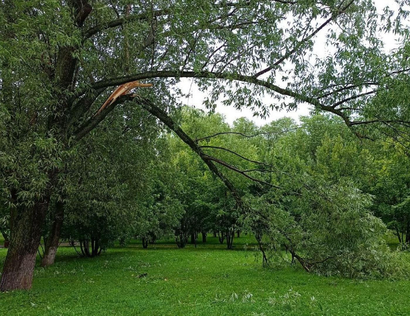 Реутов, непогода, дожди, деревья