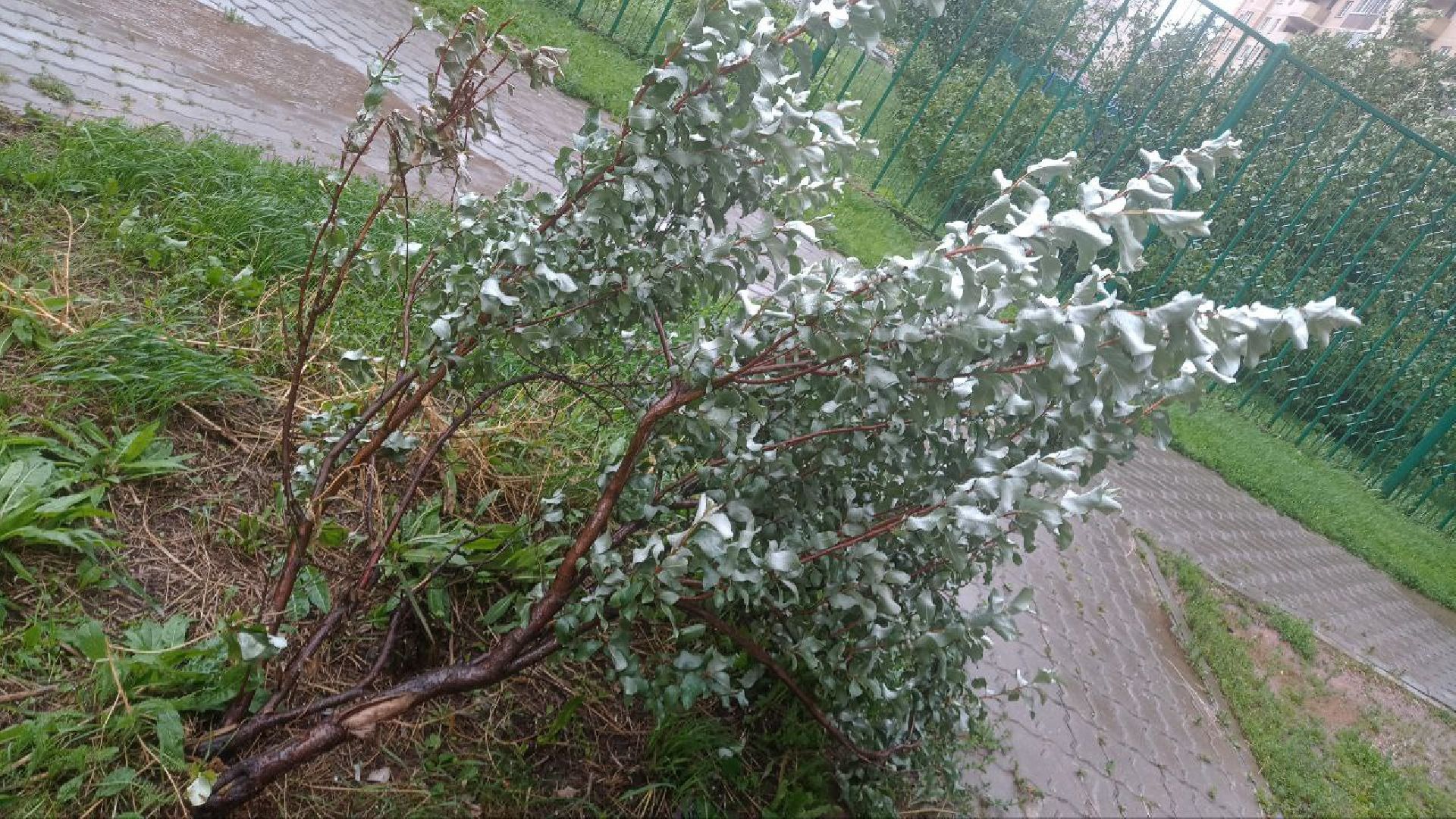 Реутов, непогода, дожди, деревья