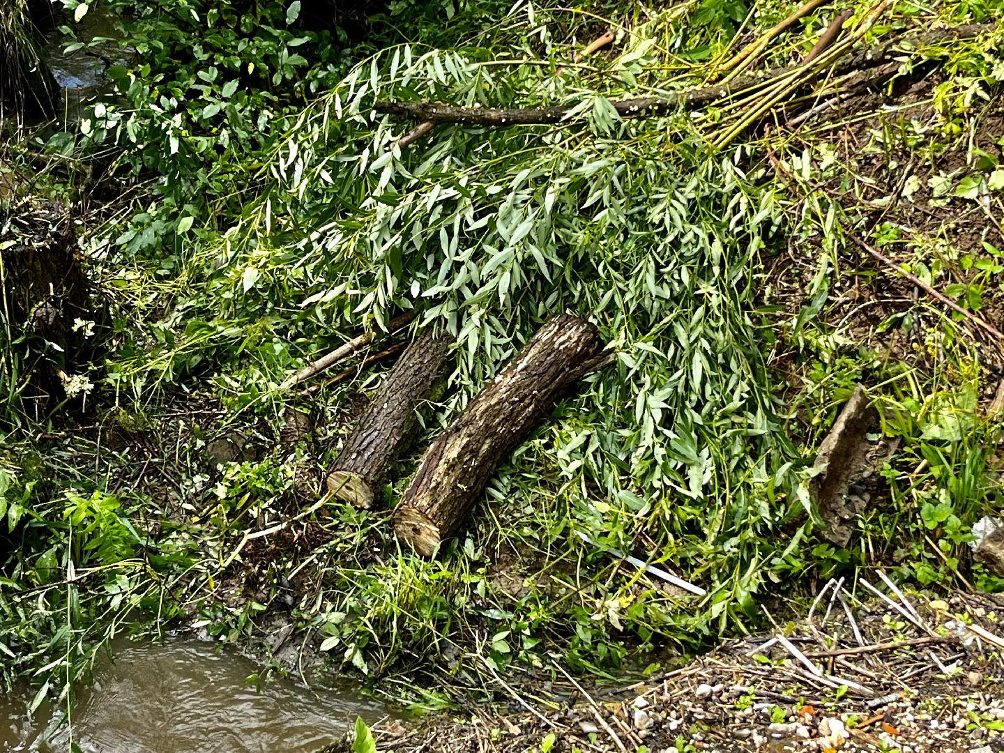 Наро-Фоминский городской округ, экология, чистое Подмосковье, непогода, субботник
