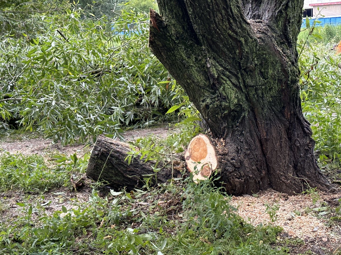 Одинцово, Ураган, Благоустройство, Стихия