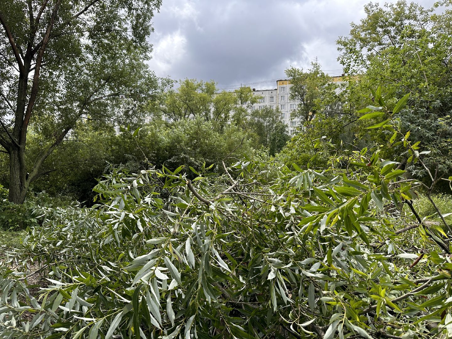 Одинцово, Ураган, Благоустройство, Стихия