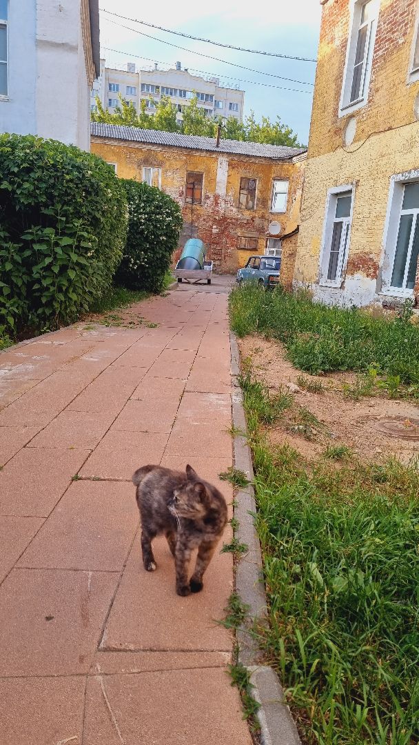 Подмосковье, Ивантеевка, образование