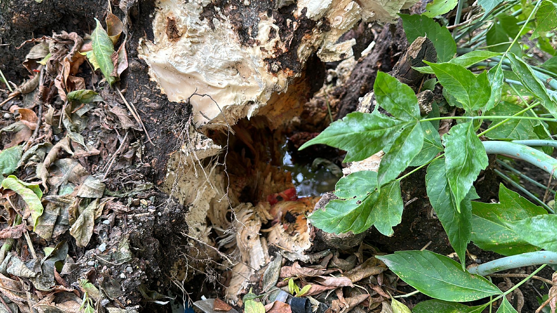 Одинцово, Ураган, Благоустройство