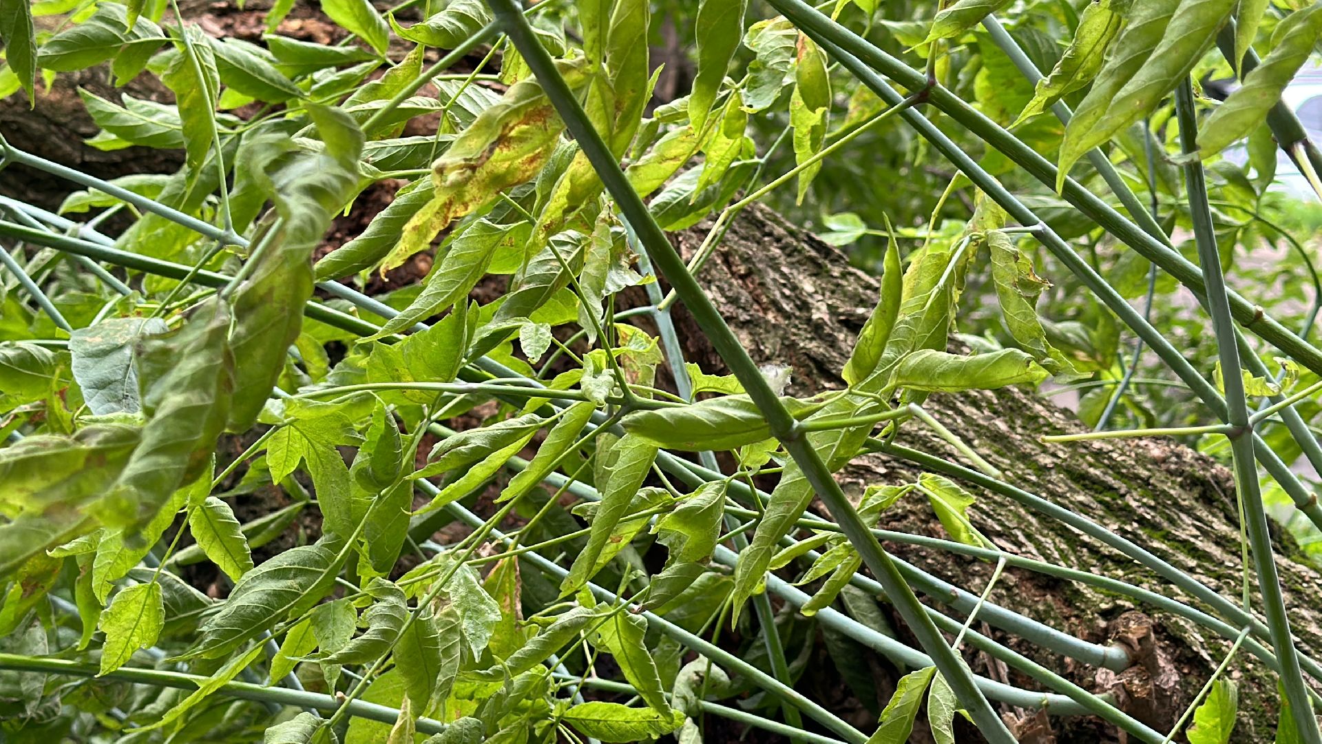 Одинцово, Ураган, Благоустройство