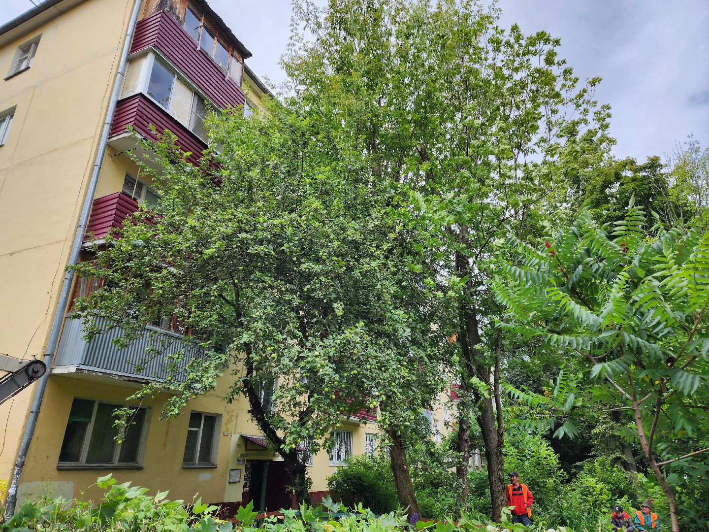 Подольск, опиловка деревьев, кронирование, управляющая компания