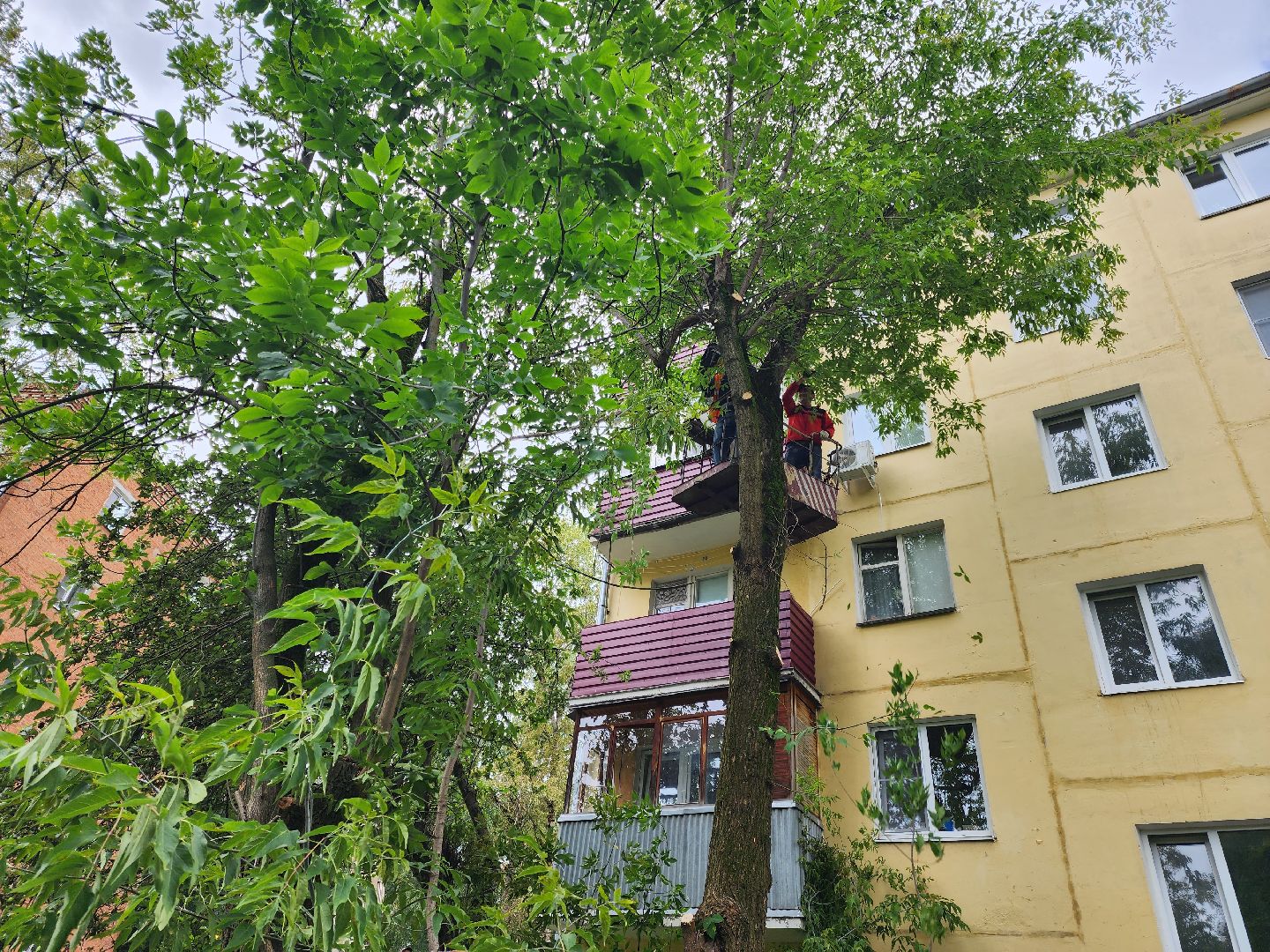 Подольск, опиловка деревьев, кронирование, управляющая компания