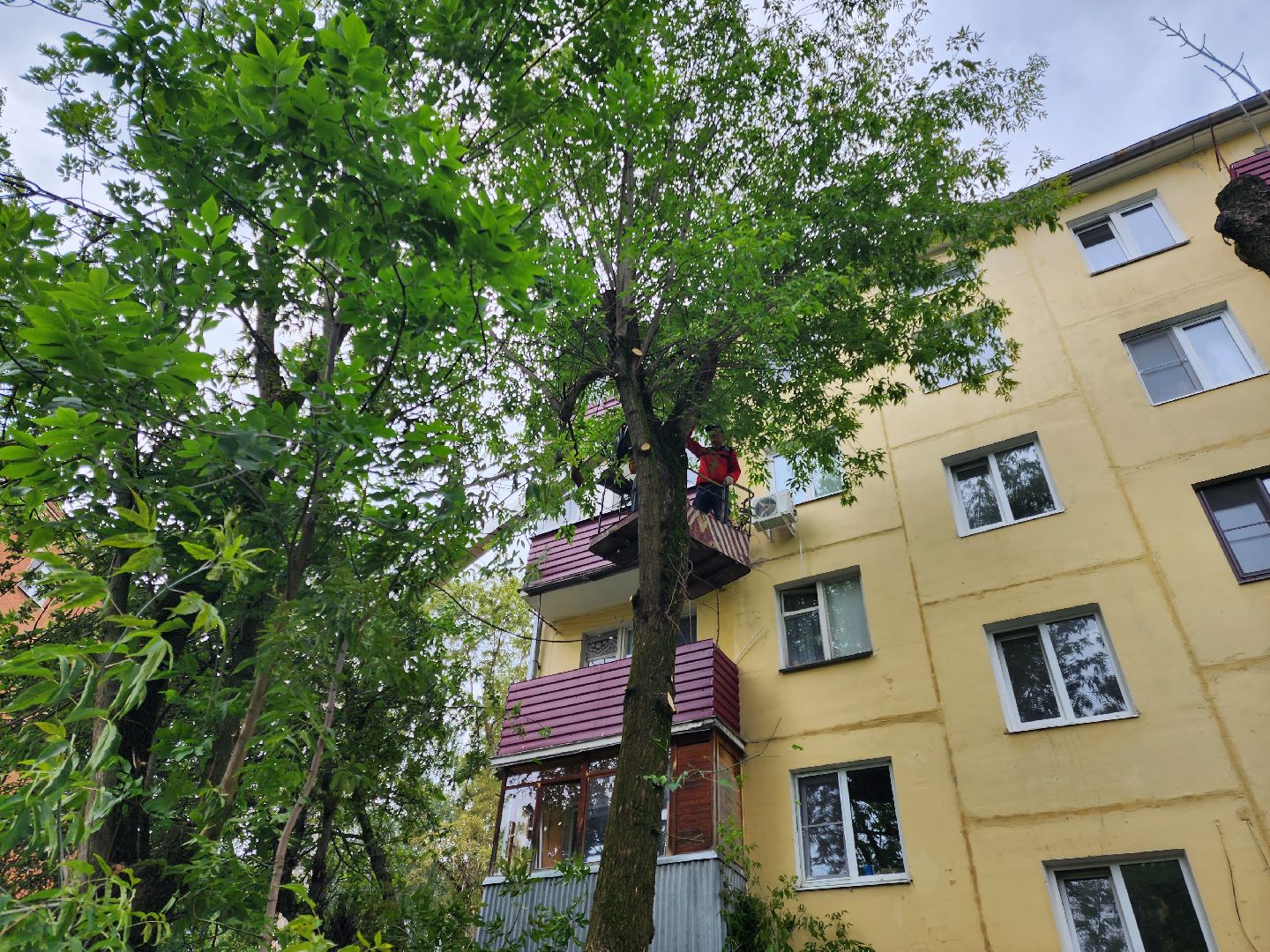 Подольск, опиловка деревьев, кронирование, управляющая компания