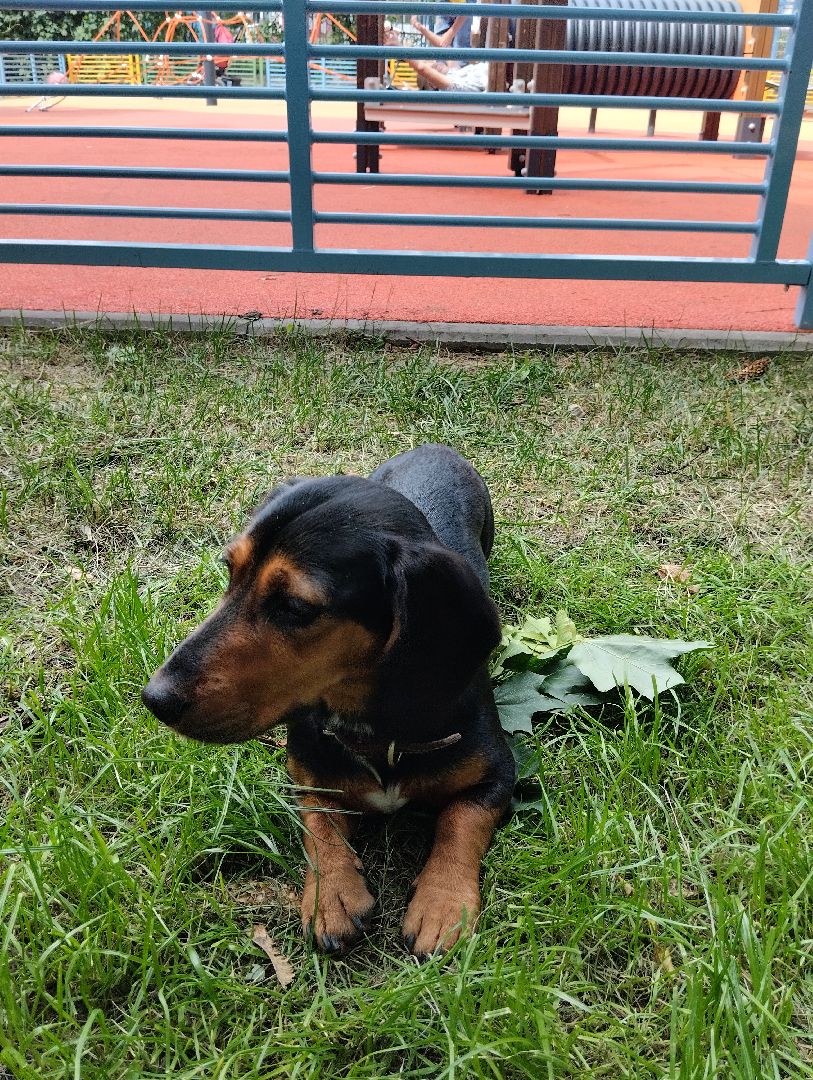 Детские площадки, благоустройство, губернатор, Старая Купавна, Богородский городской округ