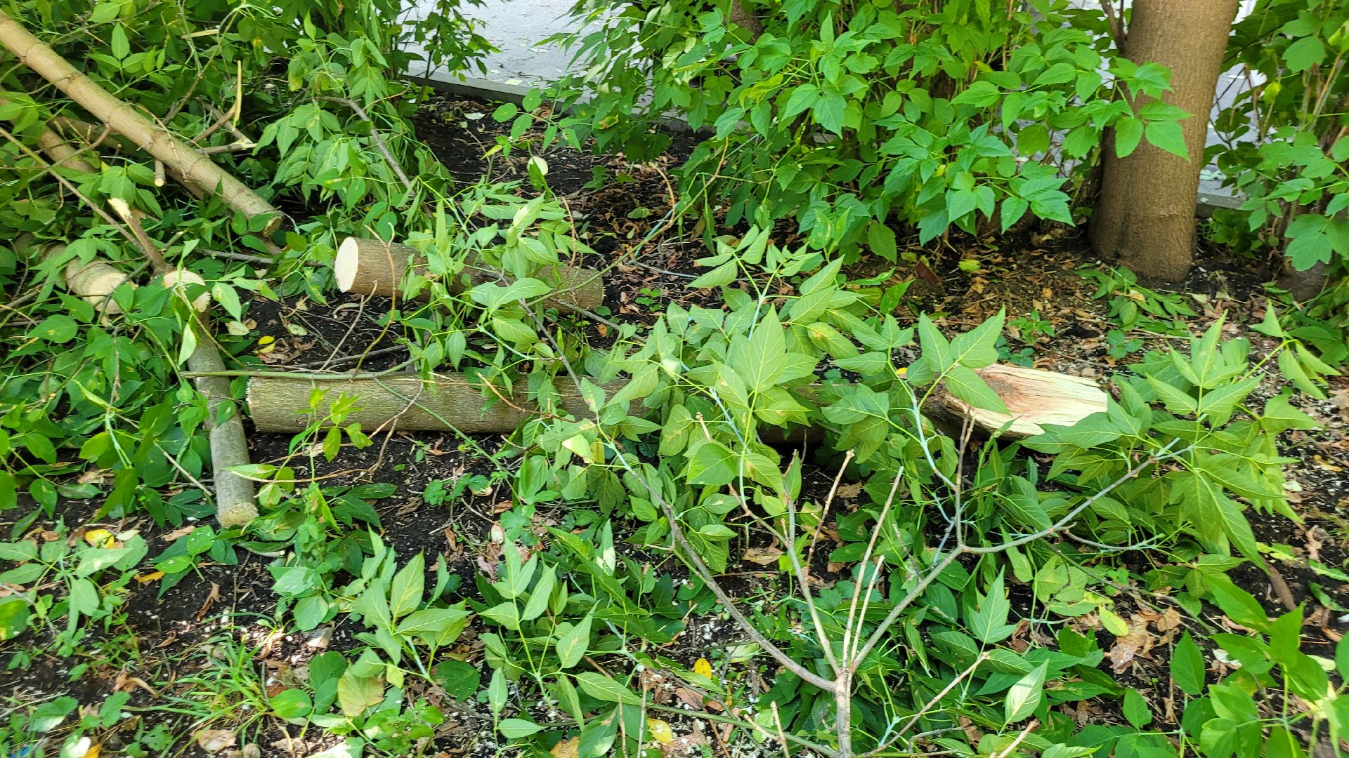 непогода; видное; ливень; шторм