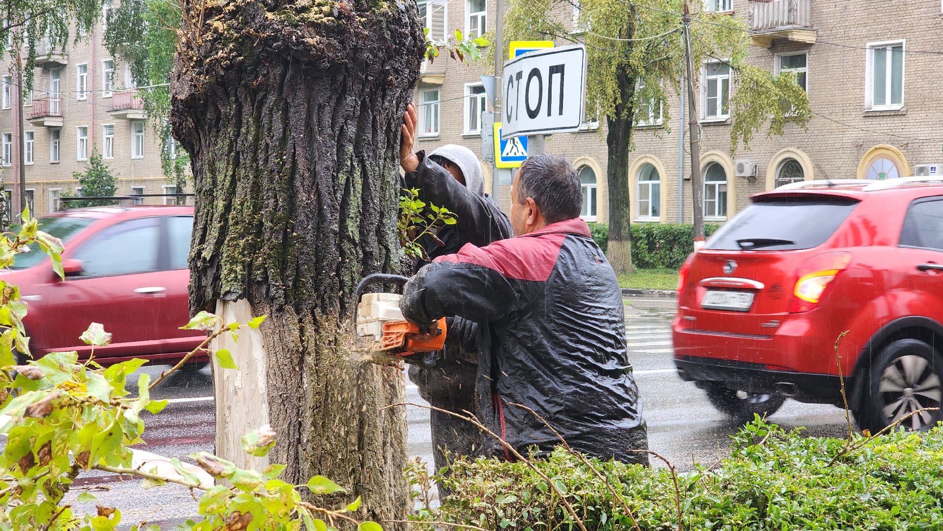 коммунальщики, благоустройство, опиловка,