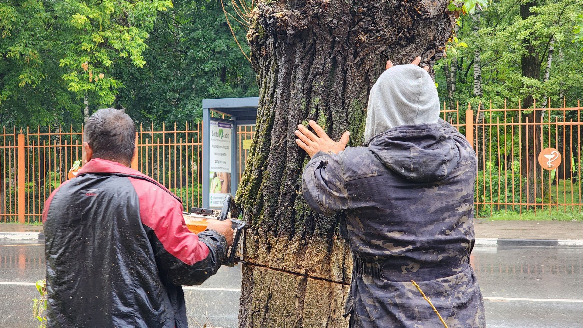 коммунальщики, благоустройство, опиловка,
