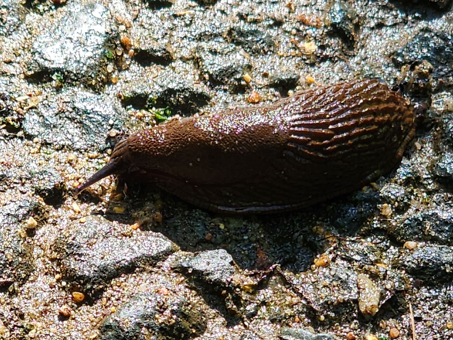 Экология, Подмосковье, москва, слизни, вредители, сельское хозяйство,