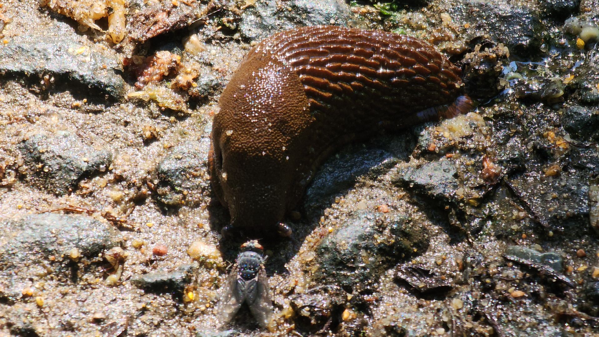 Экология, Подмосковье, москва, слизни, вредители, сельское хозяйство,