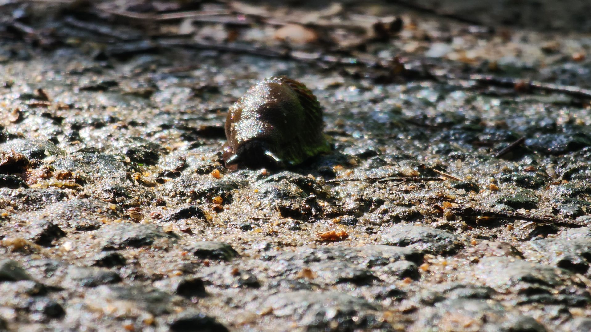 Экология, Подмосковье, москва, слизни, вредители, сельское хозяйство,
