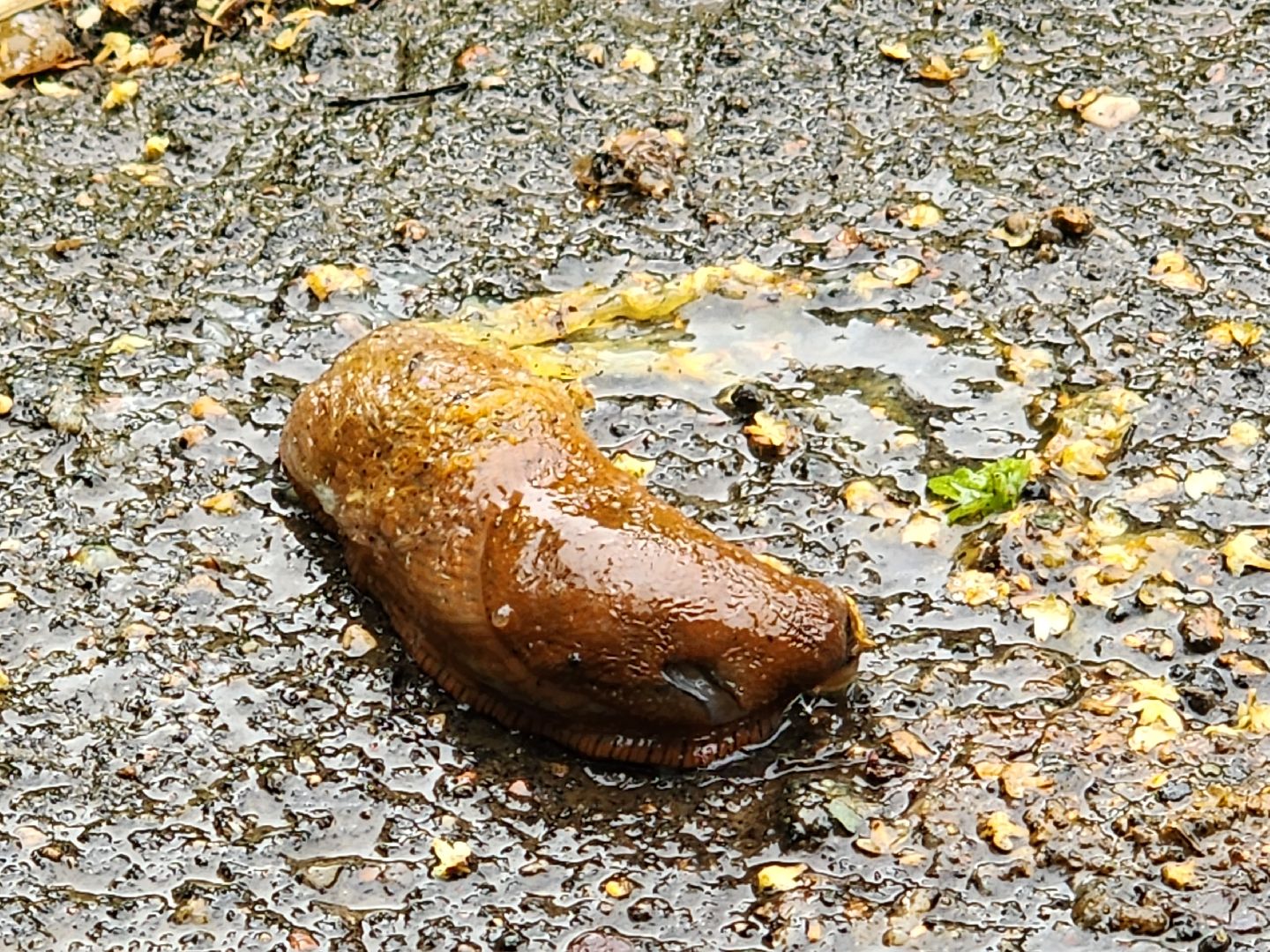 Экология, Подмосковье, москва, слизни, вредители, сельское хозяйство,