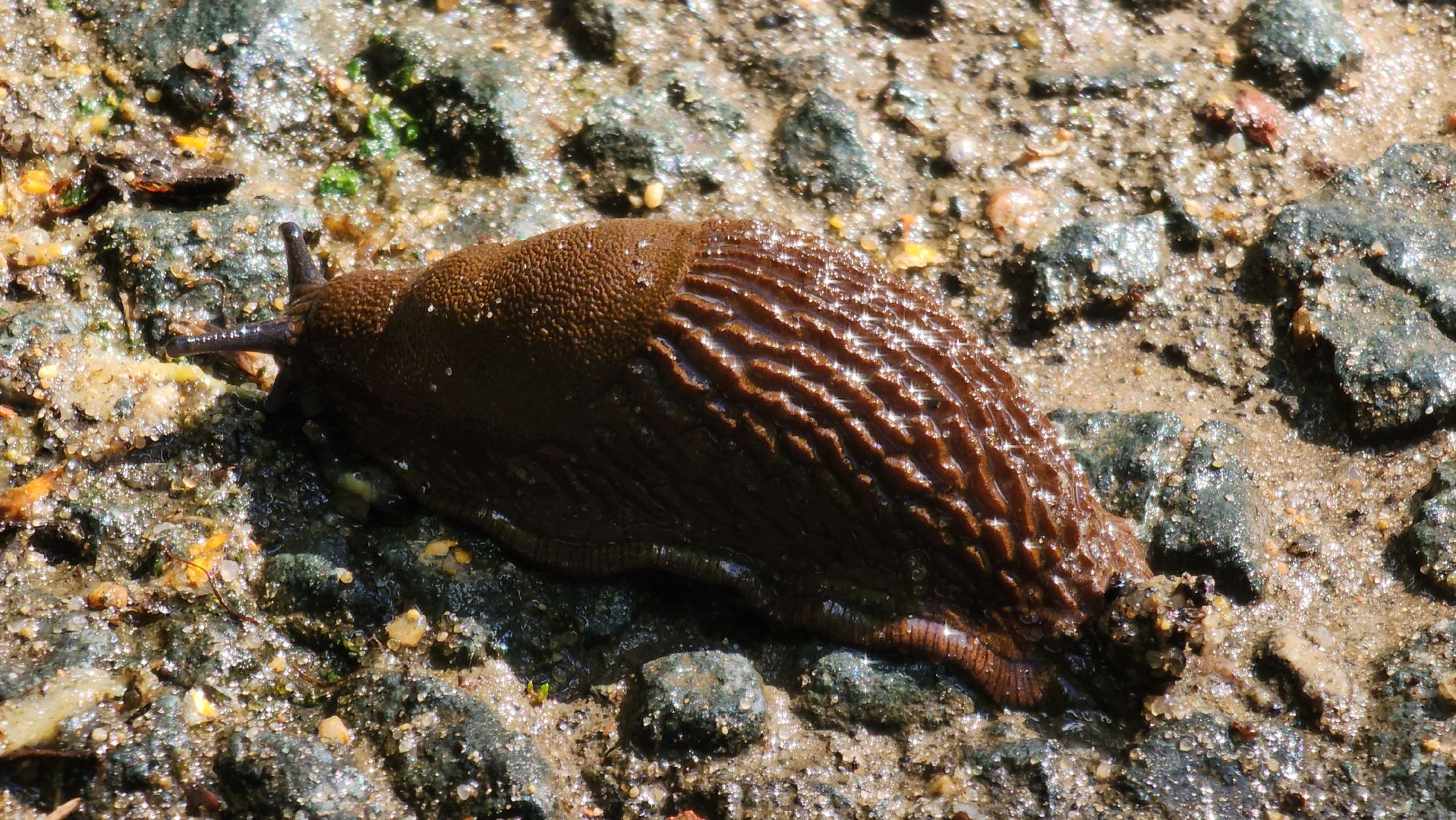 Экология, Подмосковье, москва, слизни, вредители, сельское хозяйство,