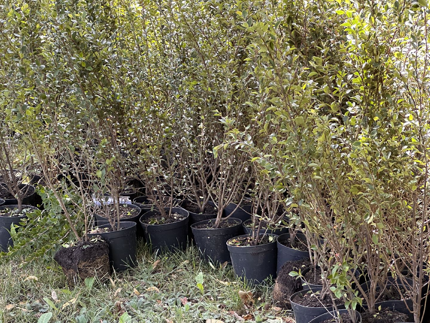 Одинцово, Благоустройство, Зелёное хозяйство, Озеленение