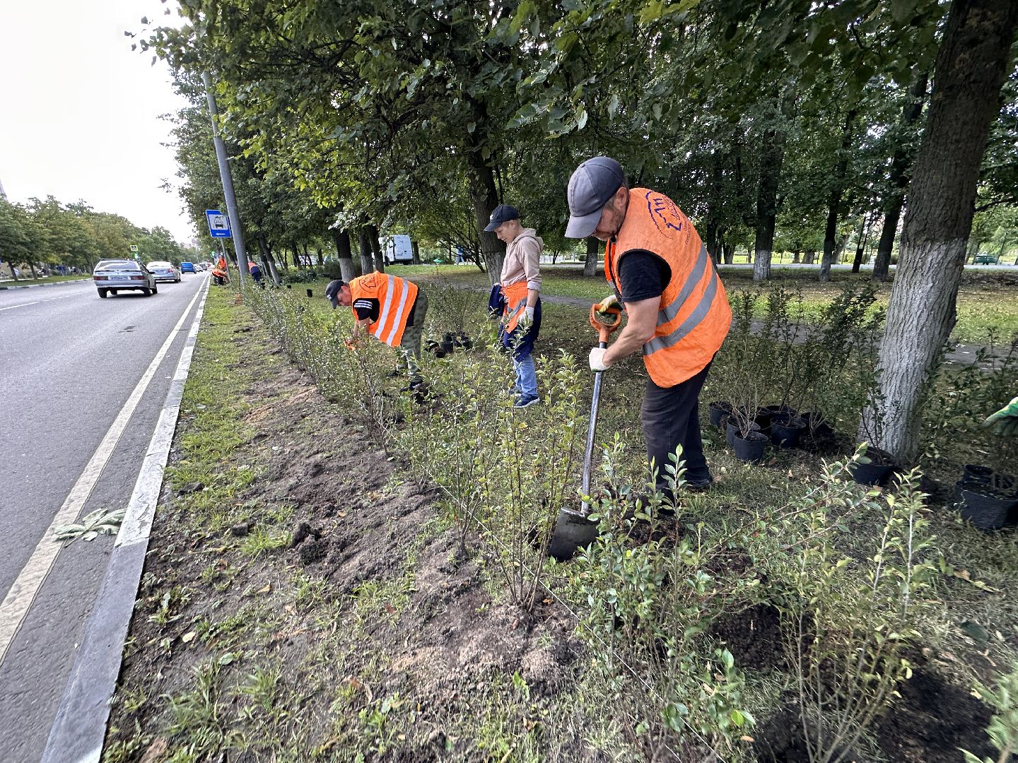 Одинцово, Благоустройство, Зелёное хозяйство, Озеленение