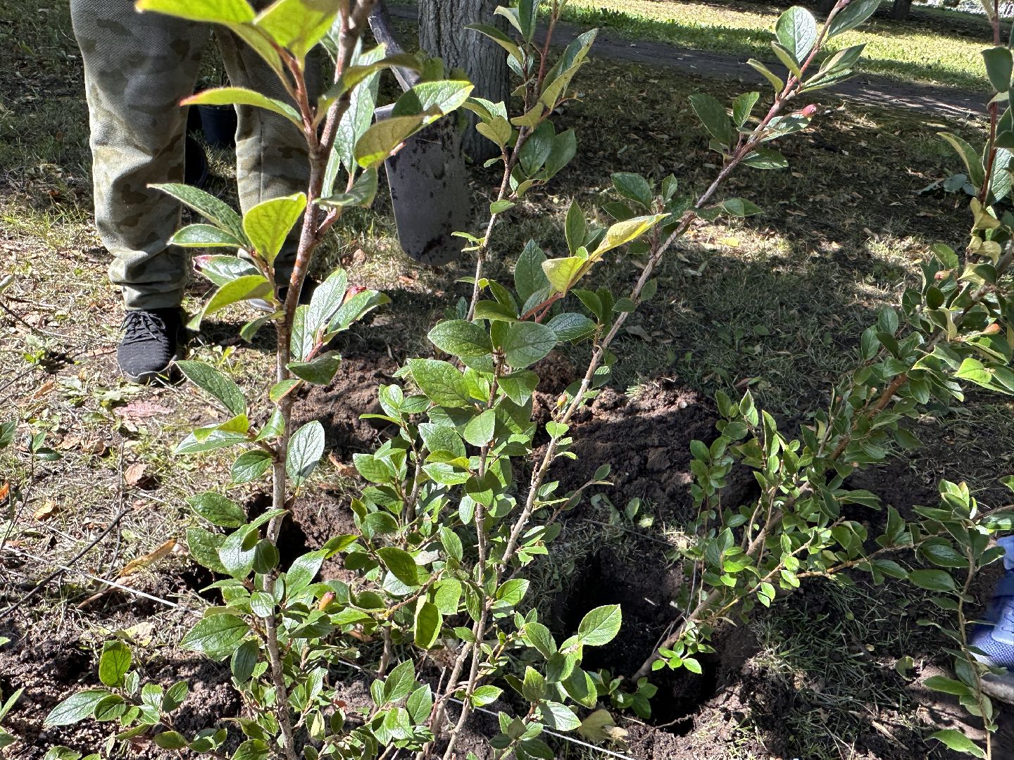 Одинцово, Благоустройство, Зелёное хозяйство, Озеленение