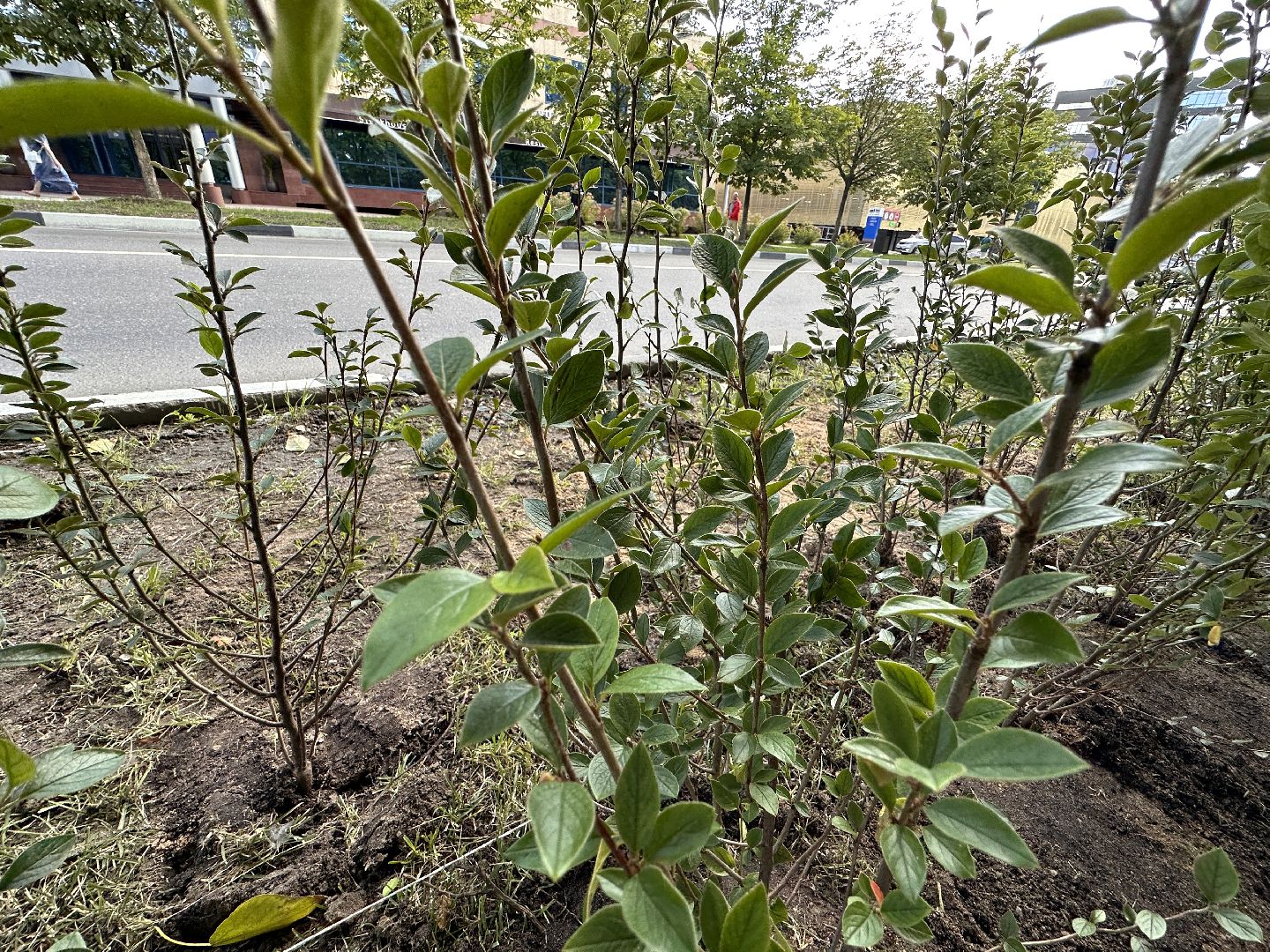 Одинцово, Благоустройство, Зелёное хозяйство, Озеленение