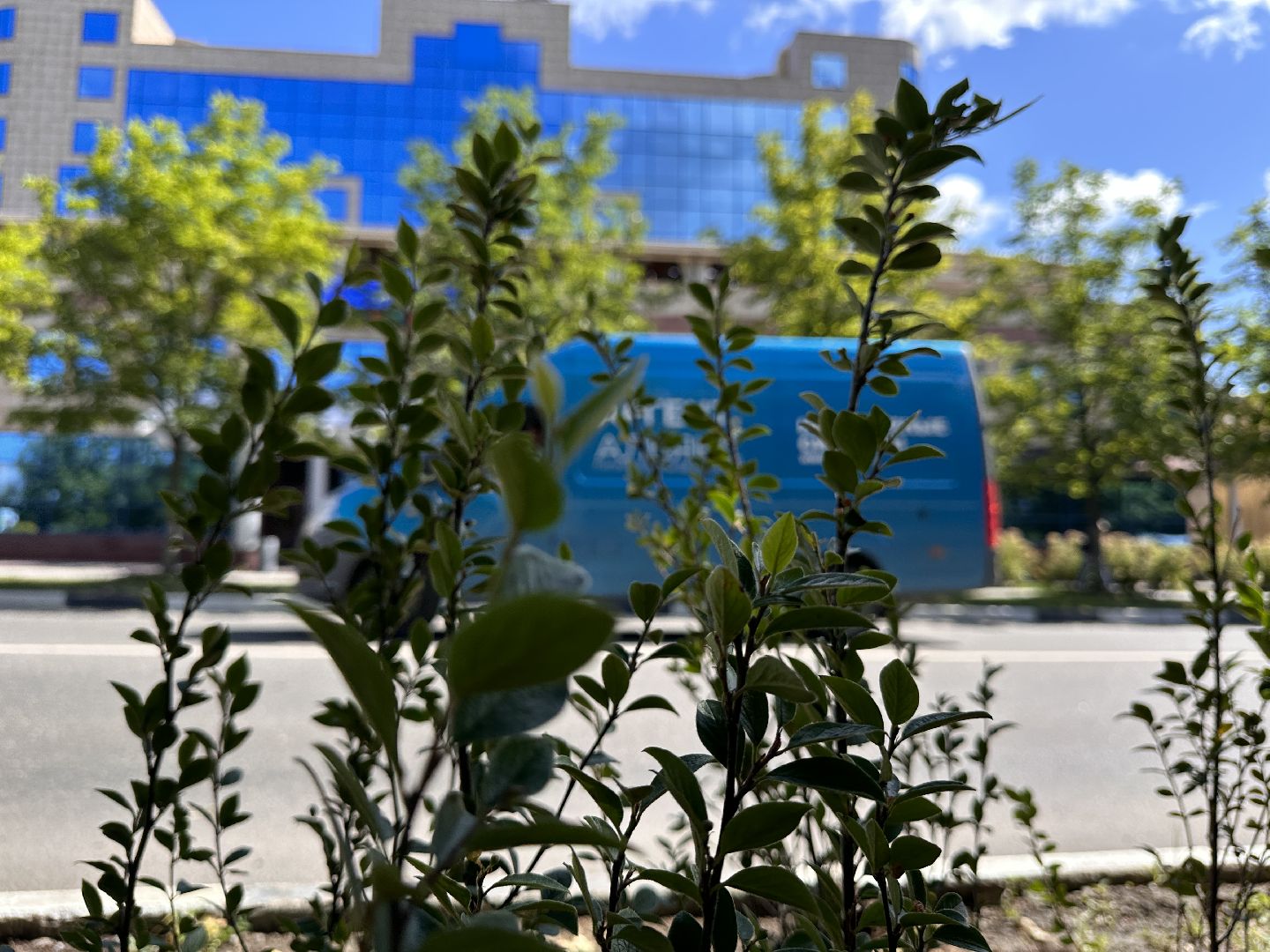 Одинцово, Благоустройство, Зелёное хозяйство, Озеленение