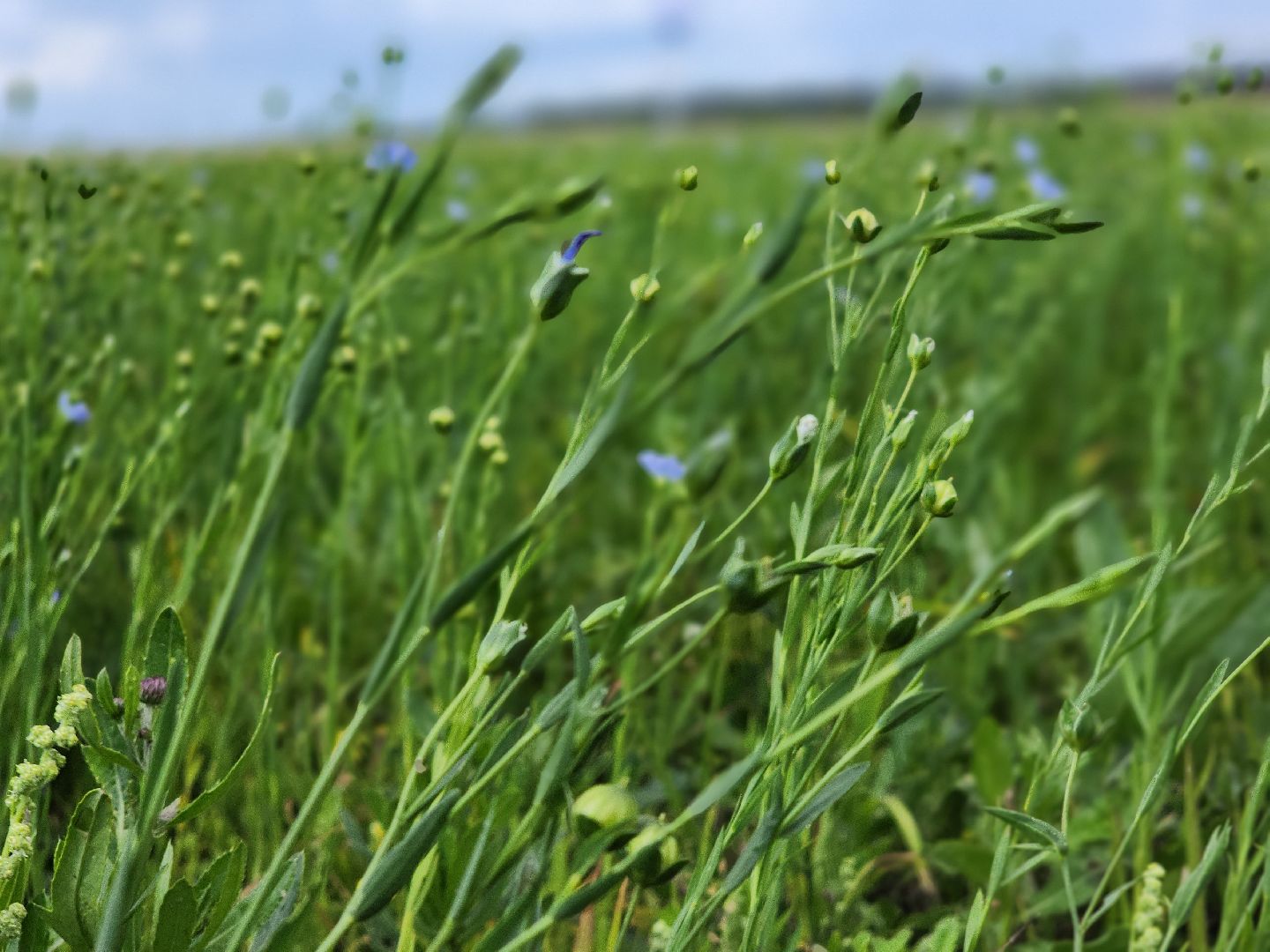 Домодедово, научный форум, сельскохозяйственная техника, выставка комбайнов, исследовательский институт, опытная станция