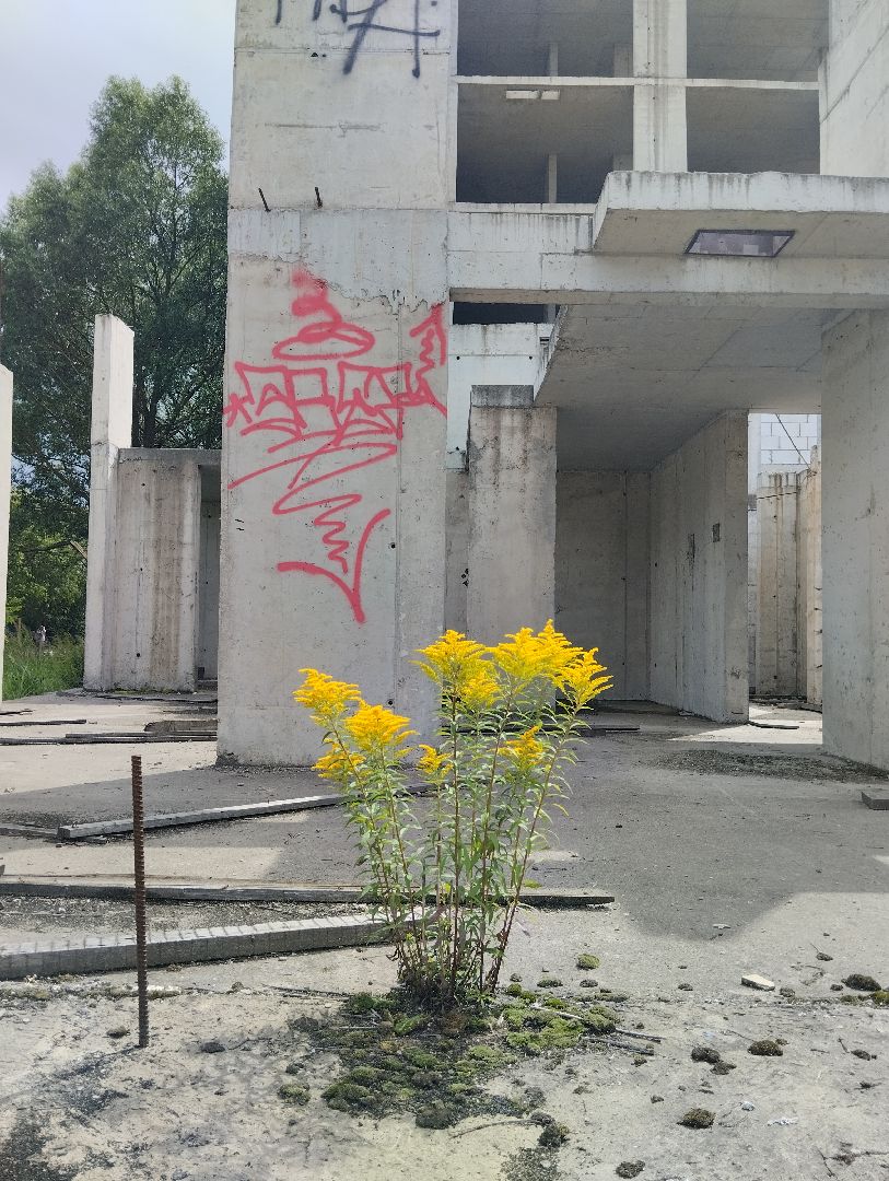 Строительство, долгострой, дольщики, Старая Купавна, Богородский городской округ