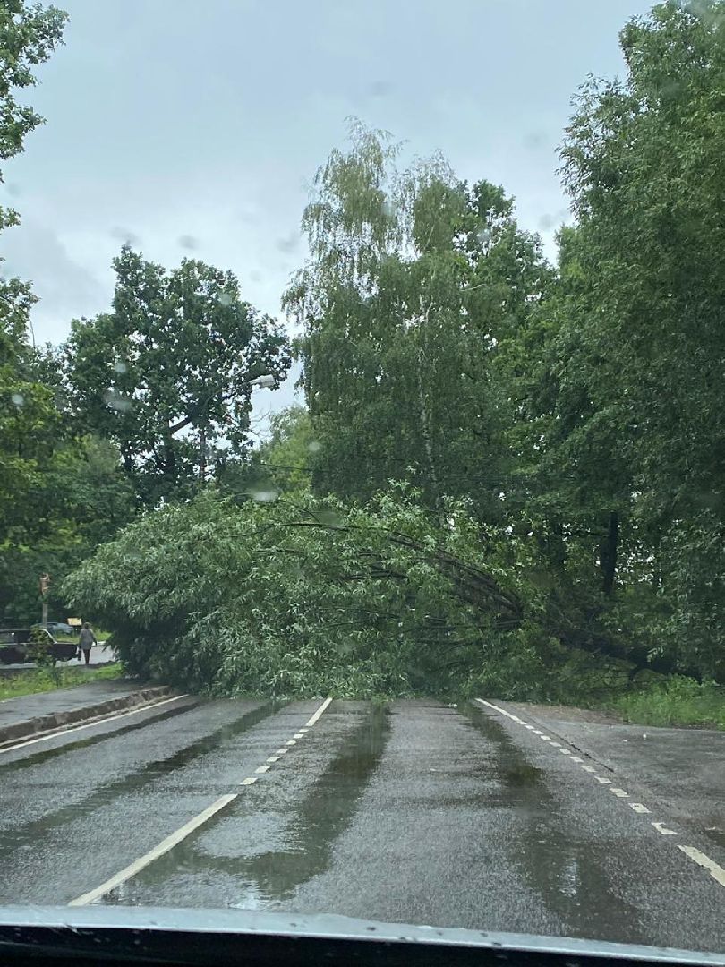 Лобня, благоустройство, дерево