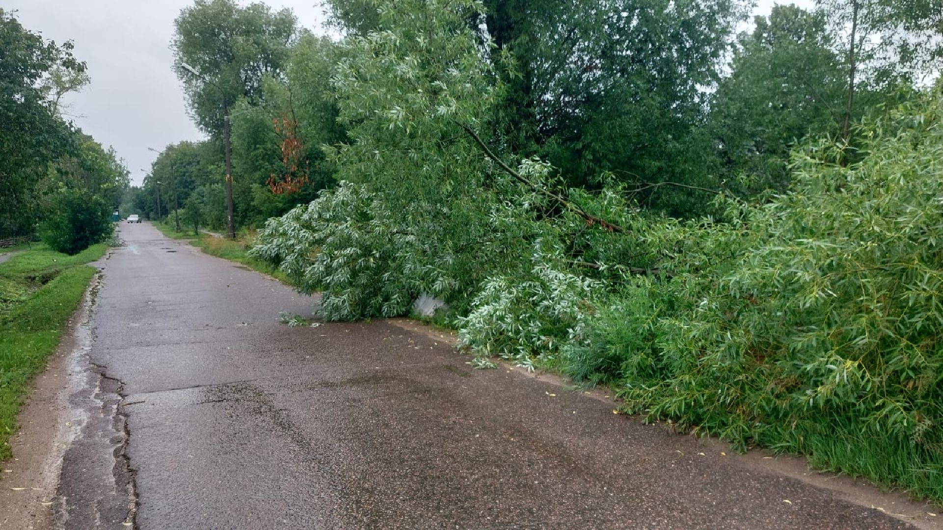 Лобня, благоустройство, дерево
