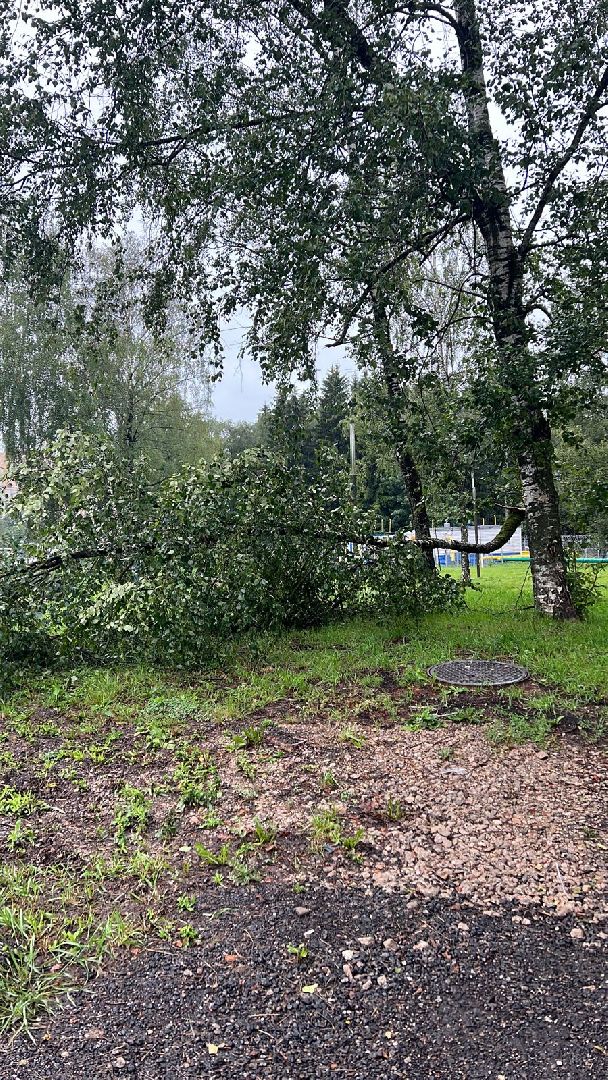 Лобня, благоустройство, дерево