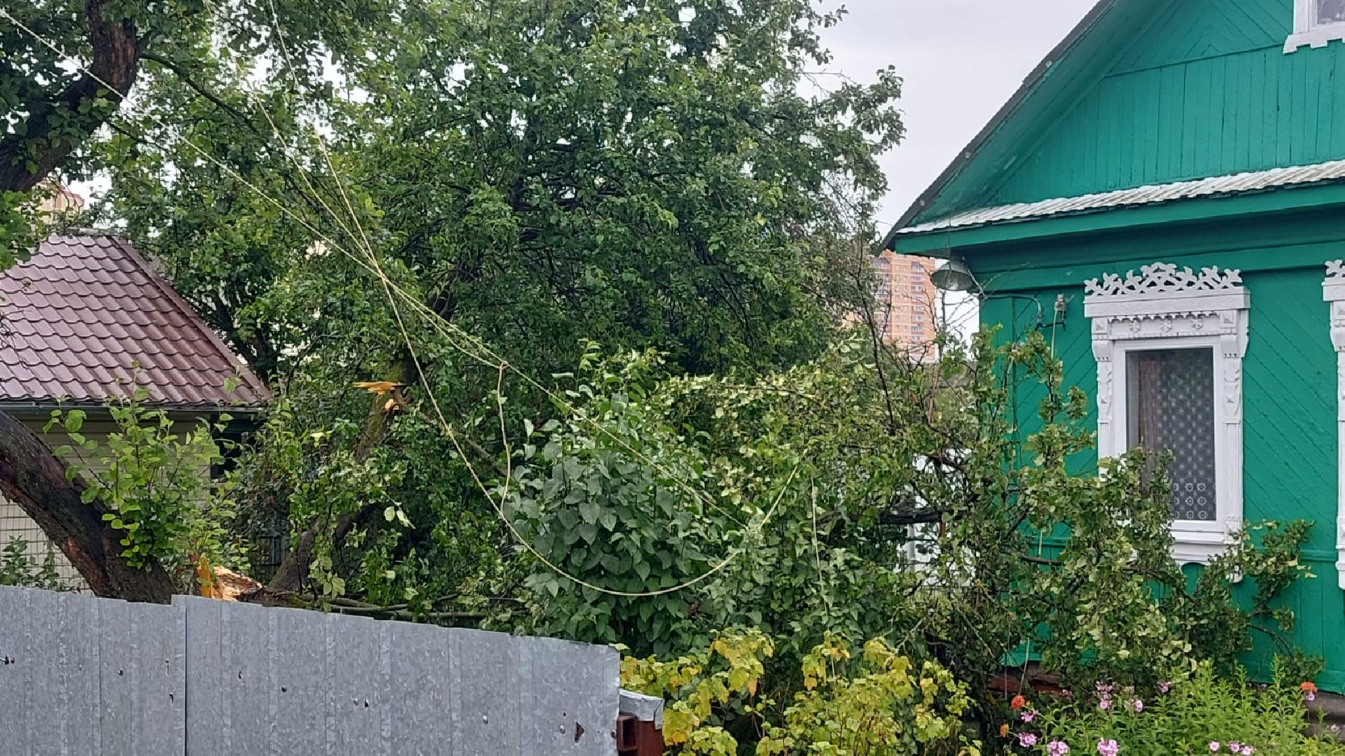 Лобня, благоустройство, дерево