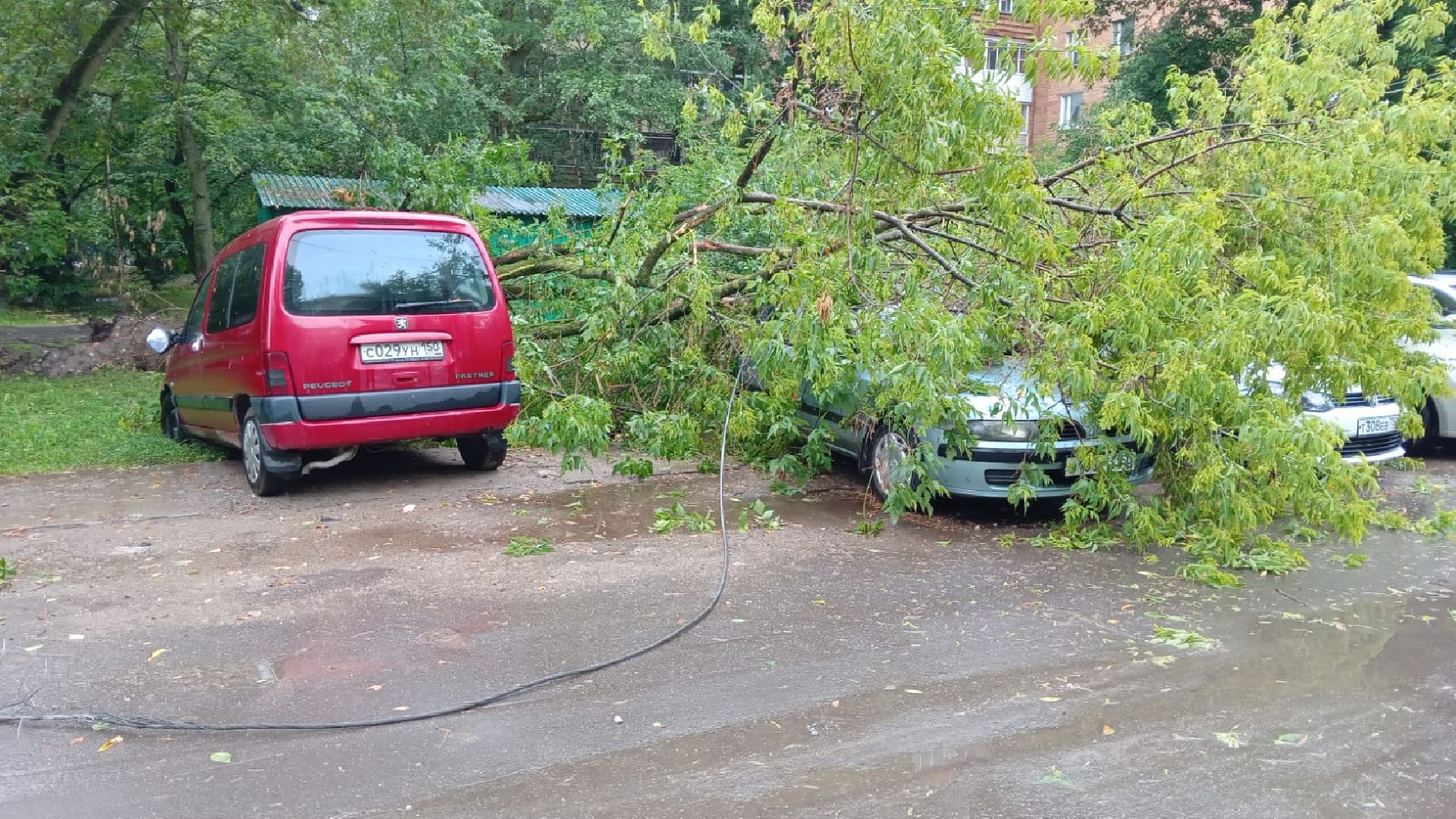 Лобня, благоустройство, дерево
