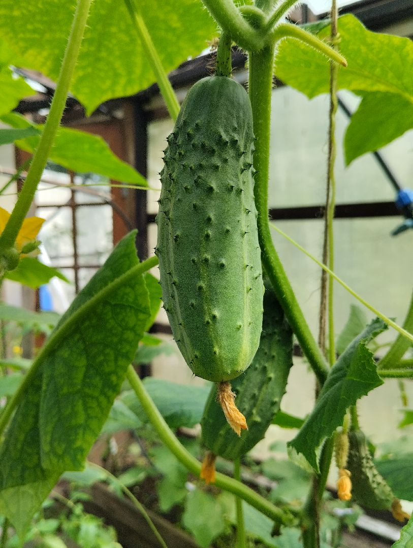 Садоводство, урожай, огурцы, Старая Купавна, Богородский городской округ