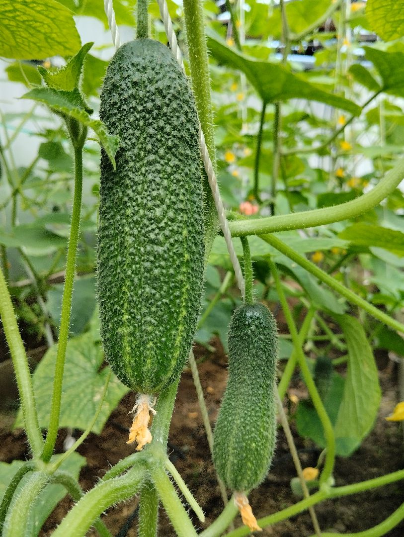 Садоводство, урожай, огурцы, Старая Купавна, Богородский городской округ