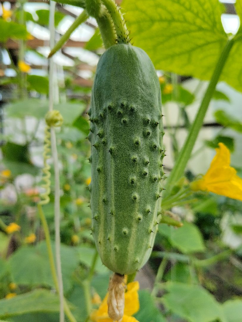 Садоводство, урожай, огурцы, Старая Купавна, Богородский городской округ