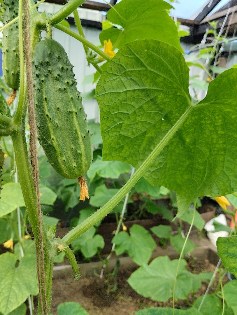 Садоводство, урожай, огурцы, Старая Купавна, Богородский городской округ