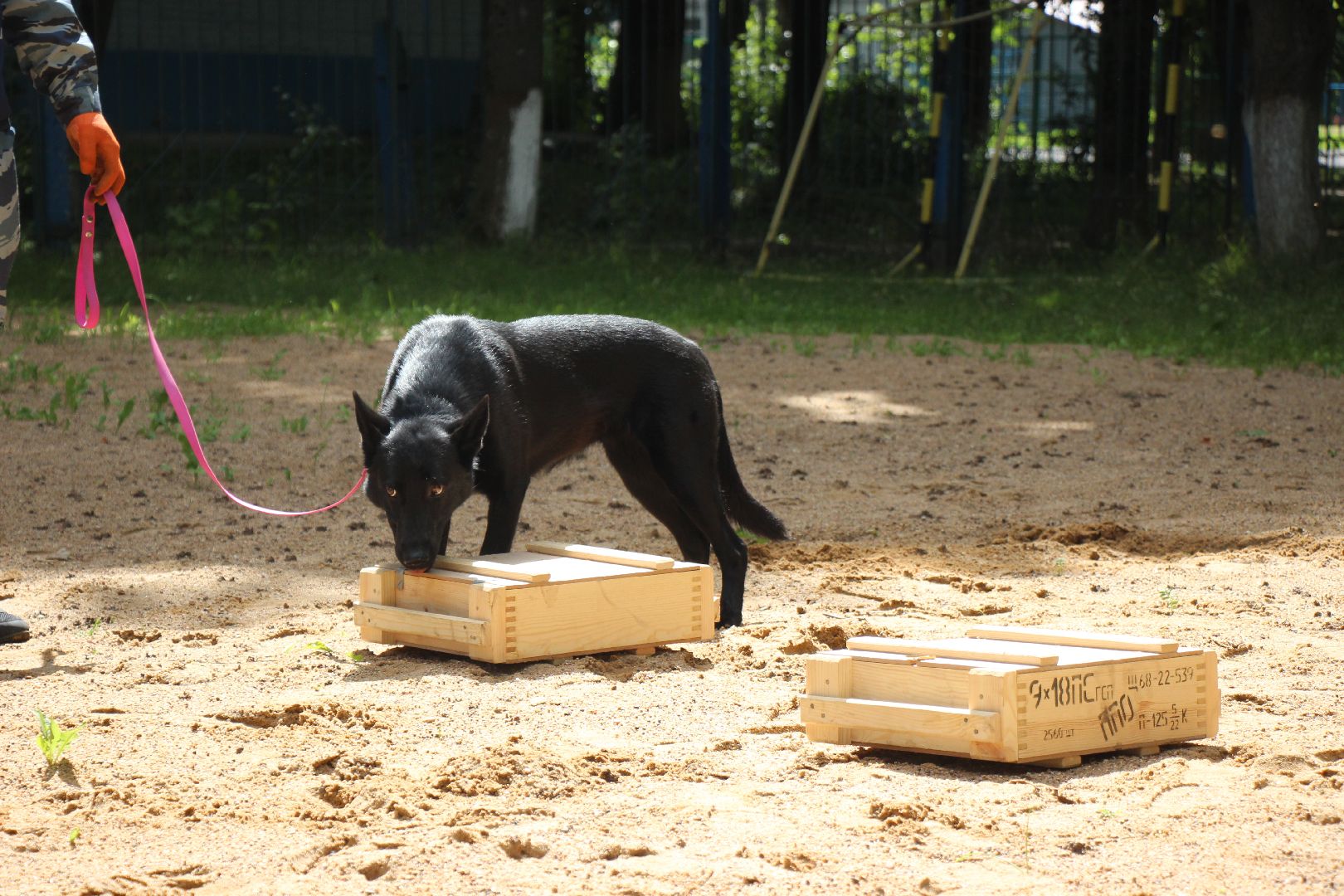 Лобня, полиция, собака