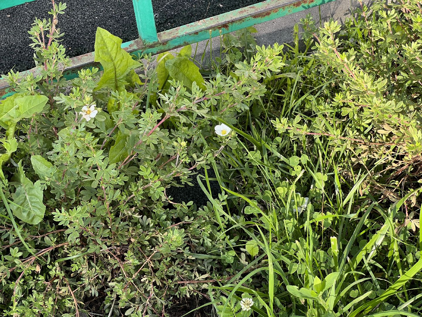 Химки, Цветы в каждый двор, благоустройство, детская площадка