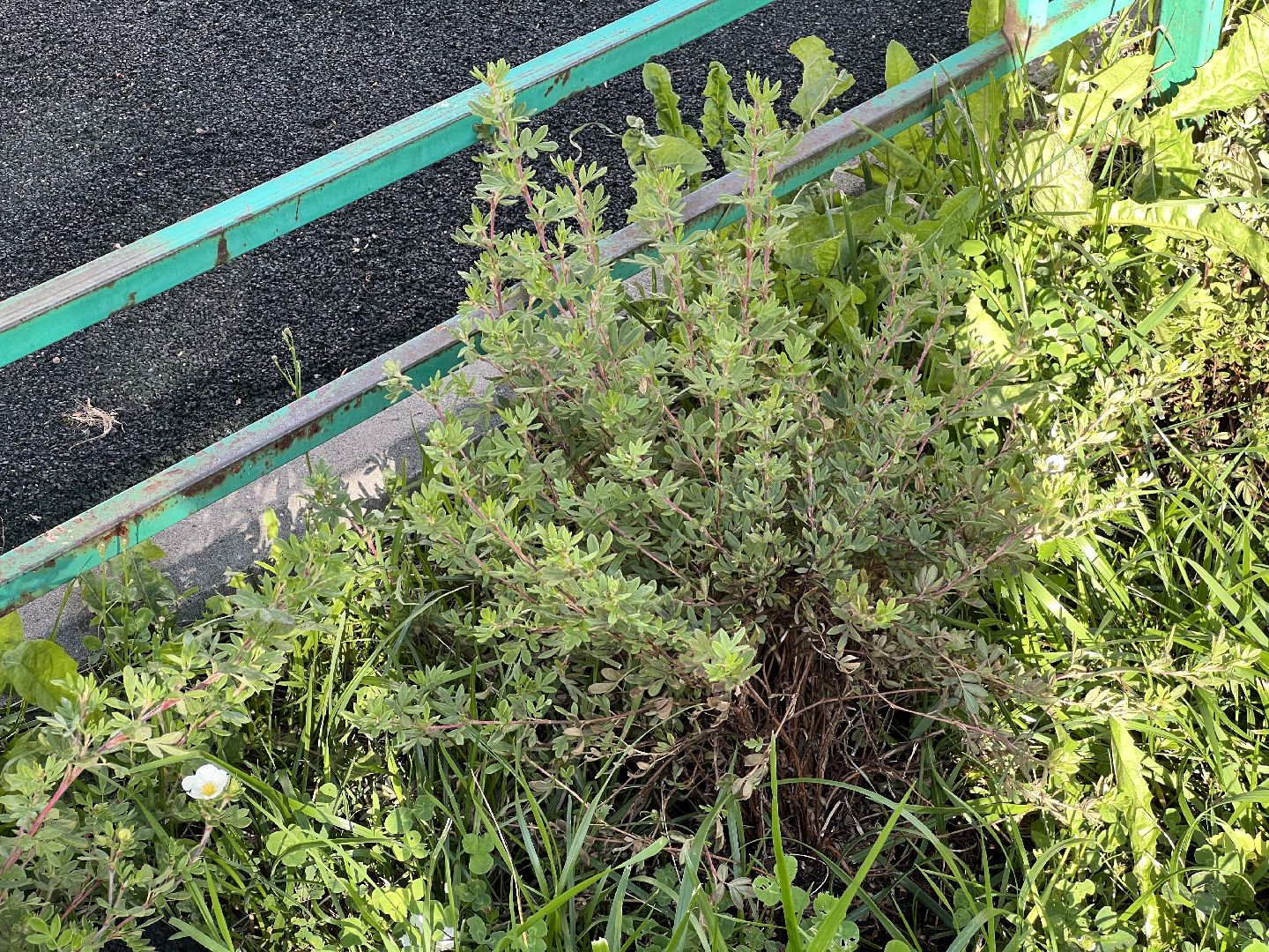 Химки, Цветы в каждый двор, благоустройство, детская площадка