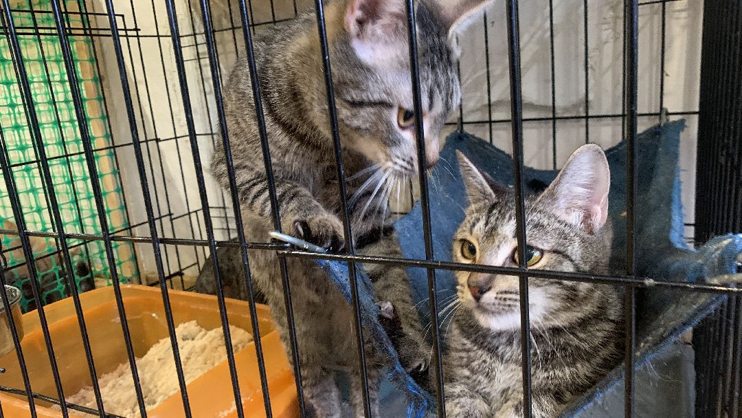 Ступино, общество