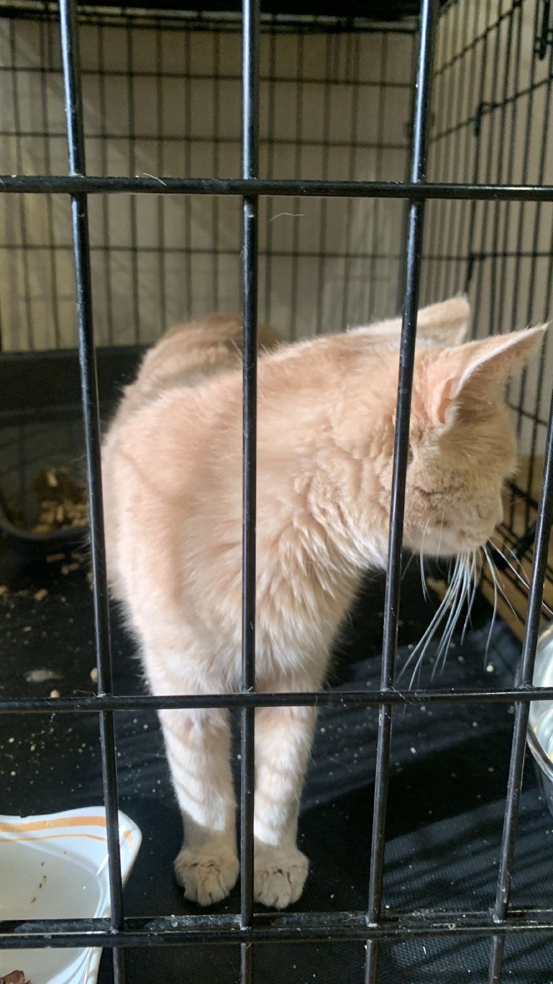 Ступино, общество