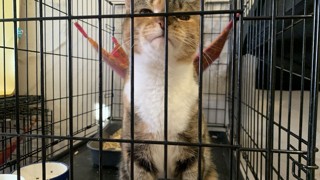 Ступино, общество