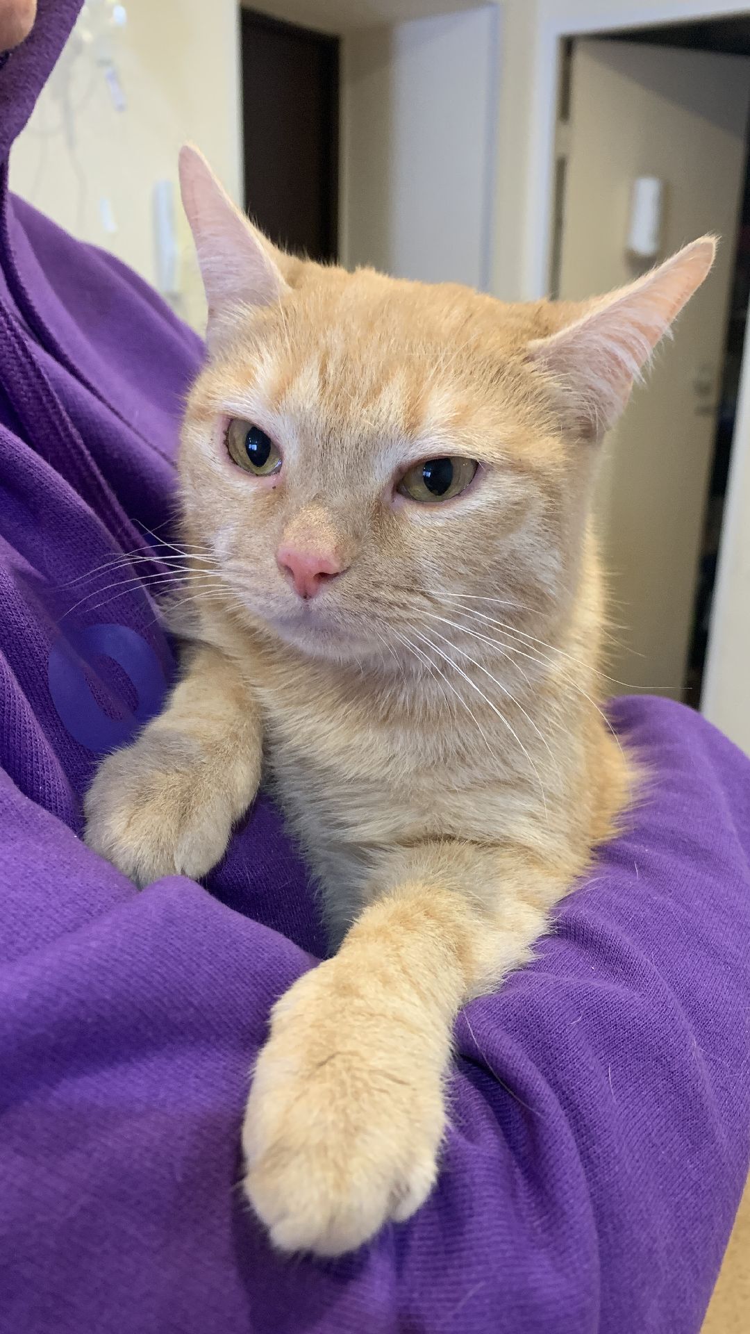 Ступино, общество