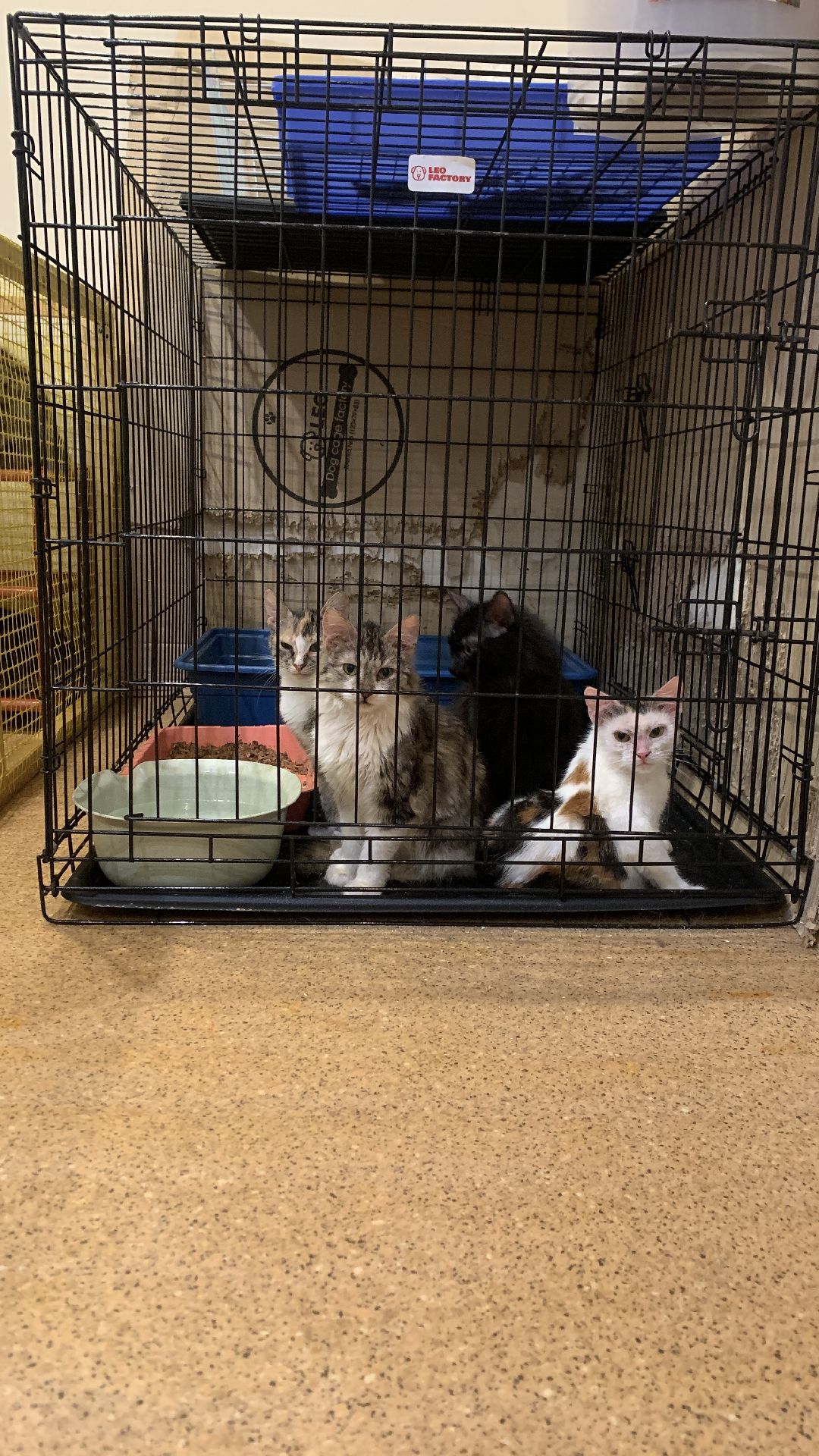 Ступино, общество